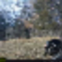 turkey1__resize-thumb
