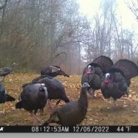 Turkey hunter’s dream property