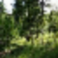 twisted_pine__resize-thumb
