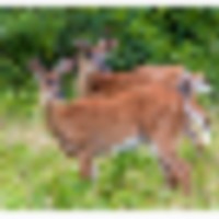 Lake Woodruff NWR 21,574 acres Deer & Duck Hunting Land in Volusia, FL images 3