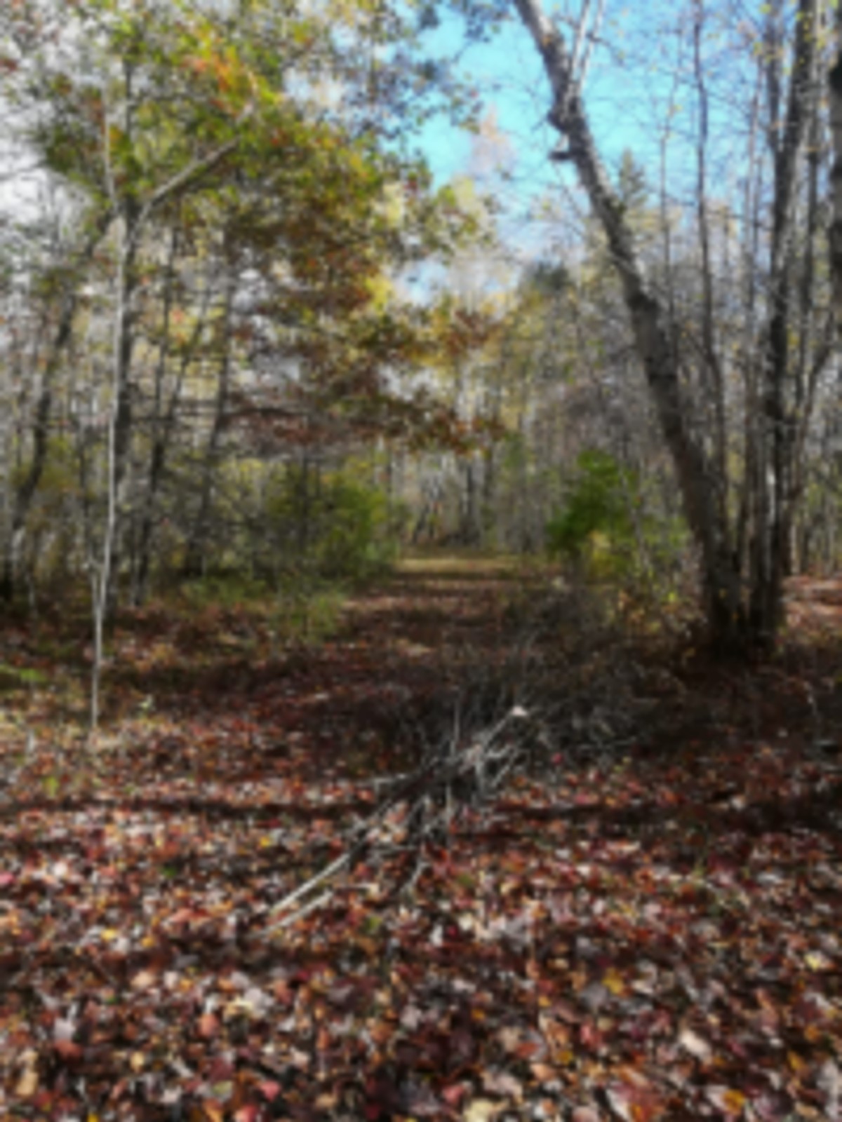 120-Acre Prime Wisconsin Whitetail Hunting Land images 6