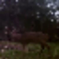 wgi_0002_2__resize-thumb