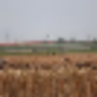 white_wings__resize-thumb