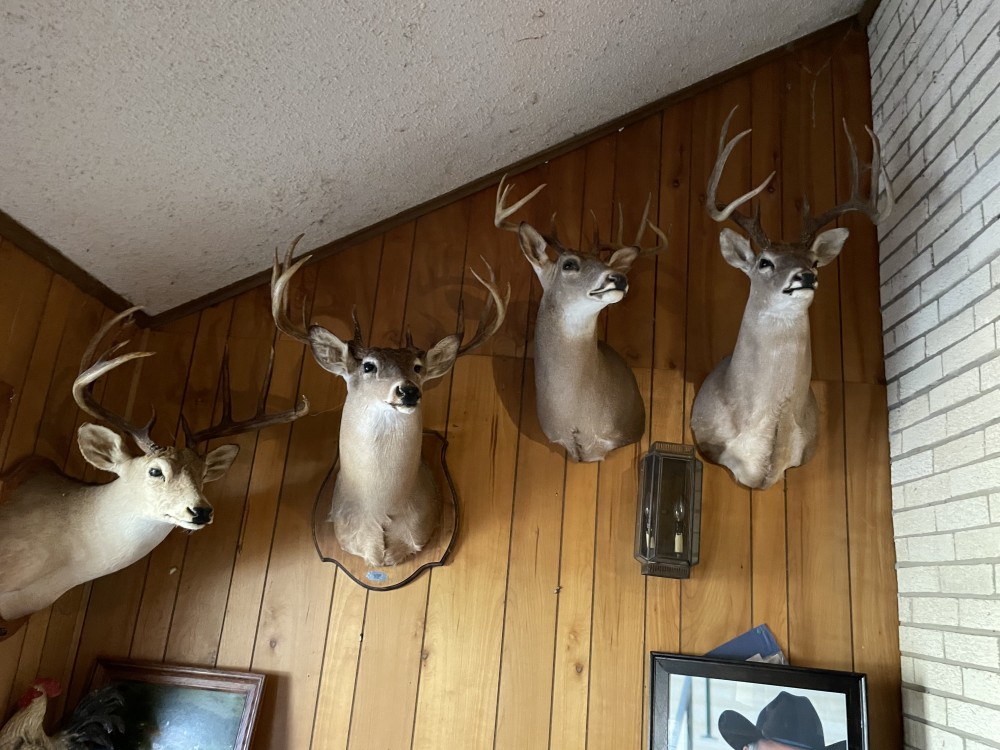 SOUTH TEXAS HUNTING LODGE EXPERIENCE. Serious hunters only. featured image