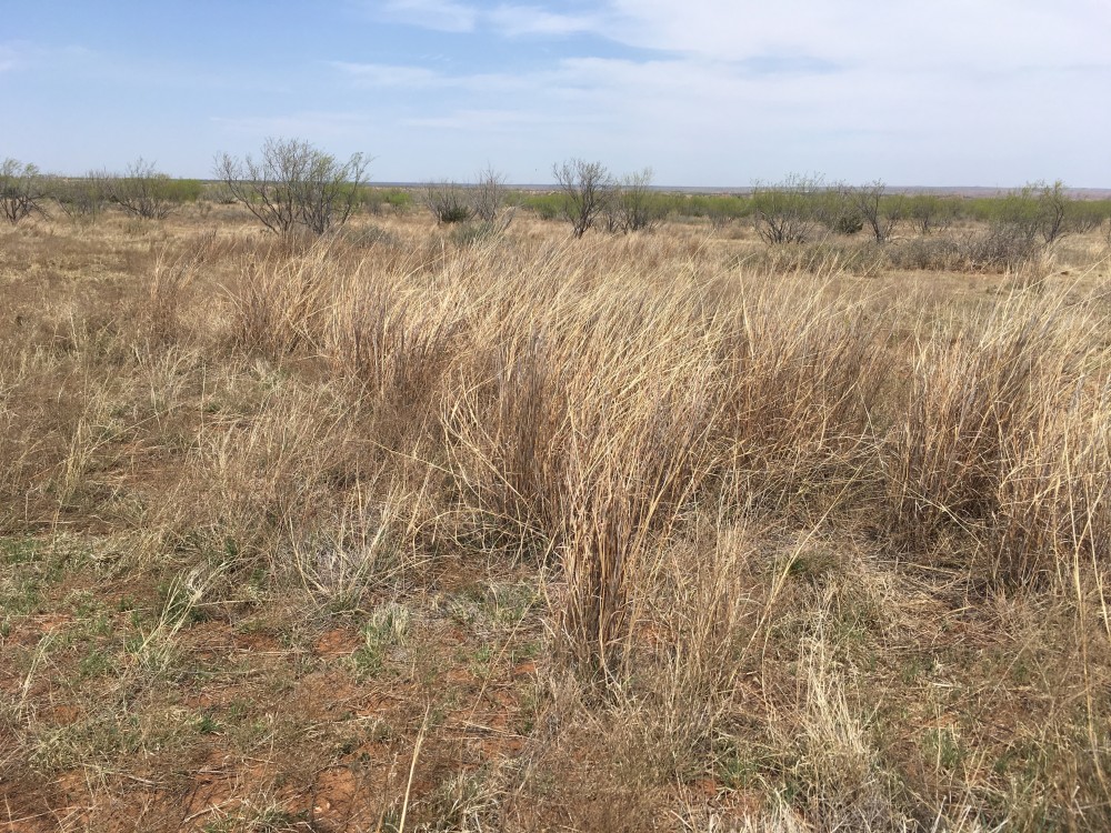 Once In A Lifetime Quail Hunting Lease Opportunity in the Rolling Plains of Texas - ONE SPOT LEFT featured image