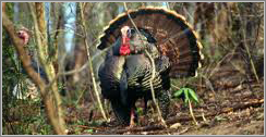 Stunning 7500 Acre Alabama Whitetail, Dove, & Turkey Hunting Preserve with Lodging featured image