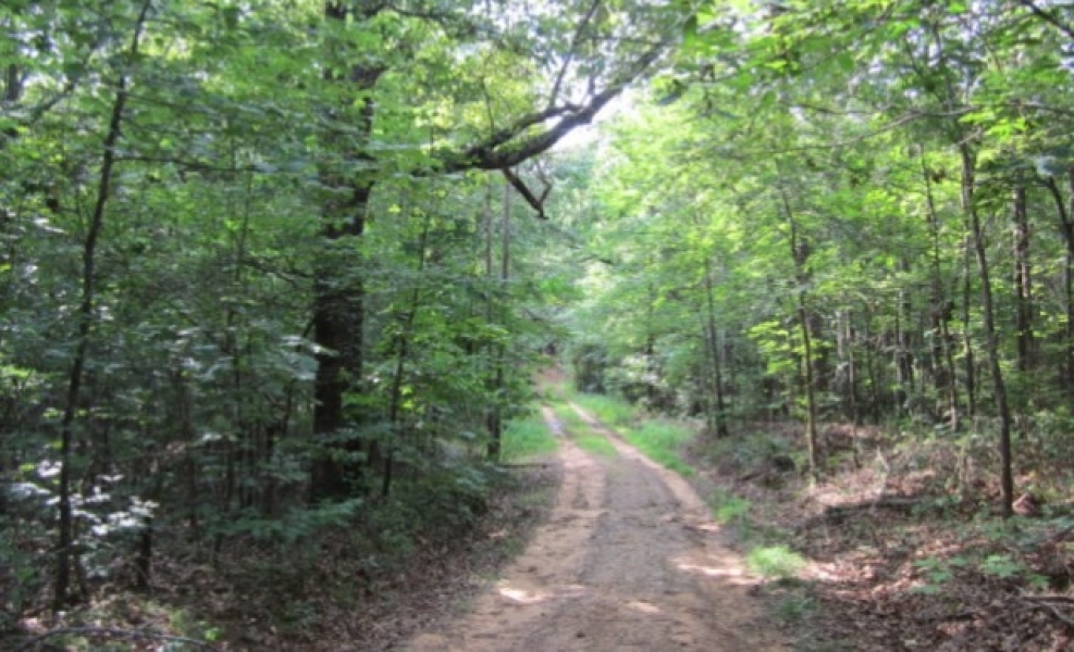19 Acres in Tippah County in Blue Mountain  MS featured image