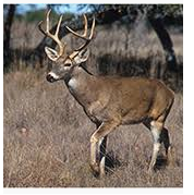 600 acres Deer hunting in Huntingdon County, PA featured image