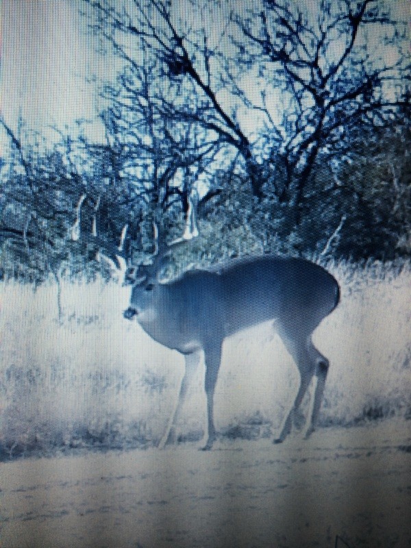 Hat ranch buck 2 featured image