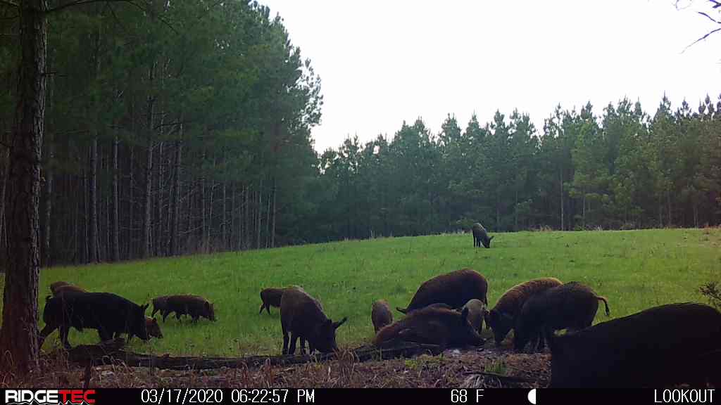 Clark Creek 205 Acres in Wilkes County, GA Hunting Leases