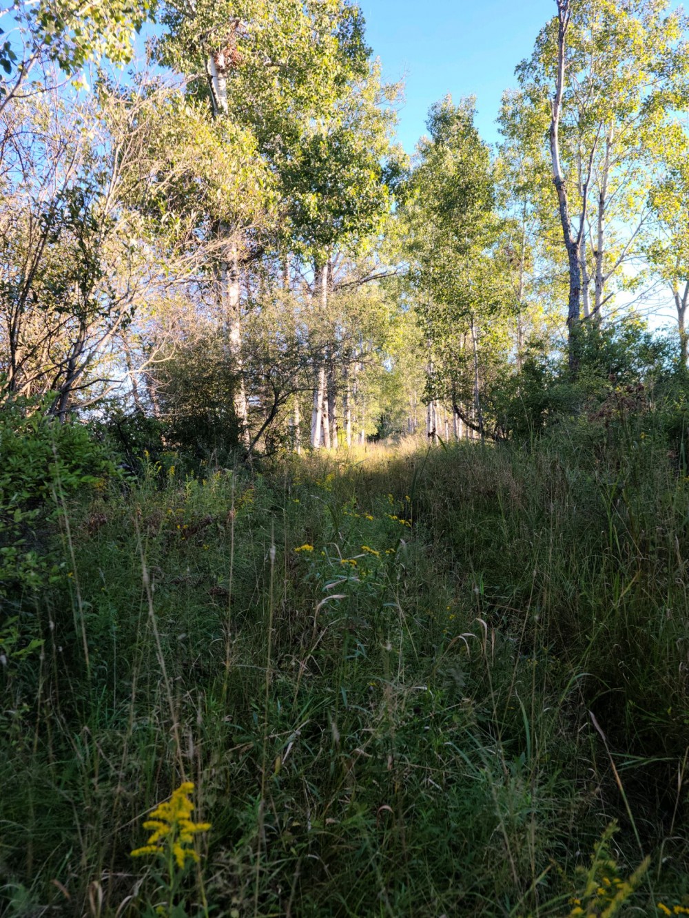 Awesome hunting experience on this an active 160 acre farm - Reed City, MIchigan featured image