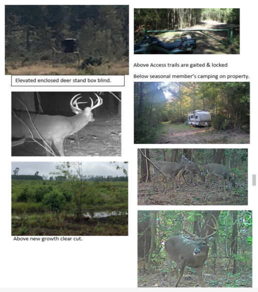 2023-2024 Deer & Turkey 240 acre lower Eastern Shore MD, Hunting Lease affordable & low membership. featured image