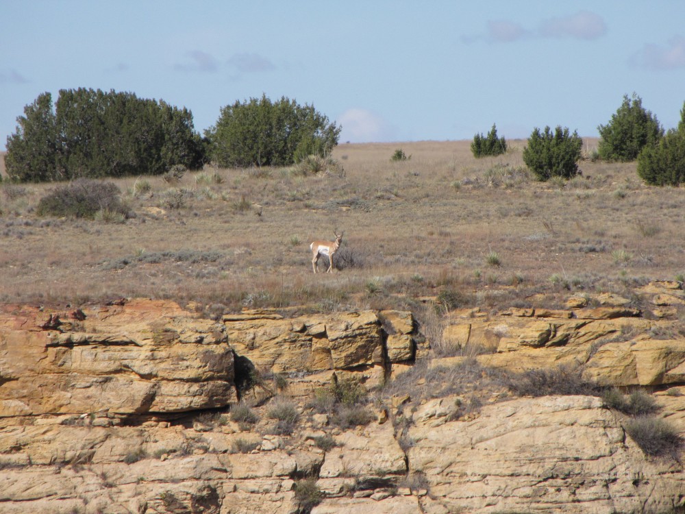 Pronghorn Antelope Rifle Hunt for 1 Hunter on 3,000 Acre Private Ranch featured image