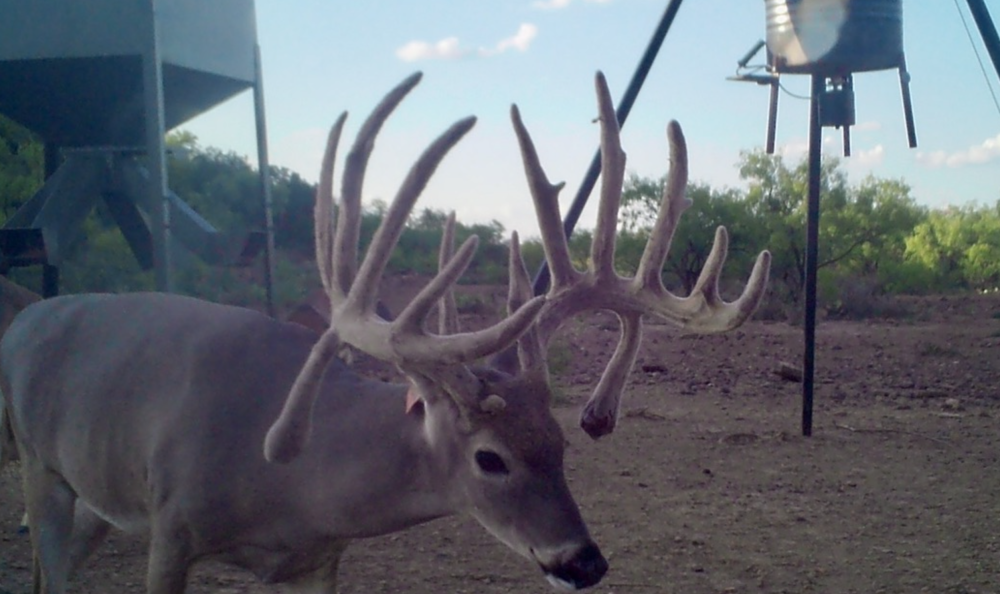 Exotic & Whitetails featured image