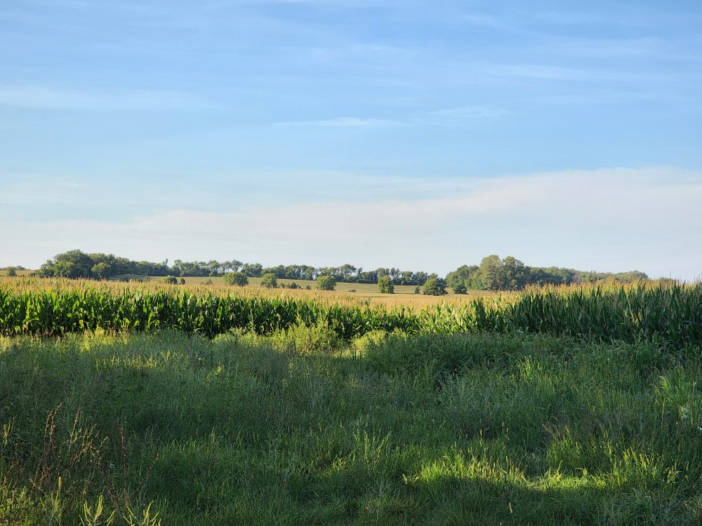 26 acres of woods and farm land adjacent to 224 acres of lvacant lamd planted in corn featured image
