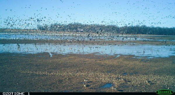 Geese_2_on_ozotiowe_2-8-22.jpg