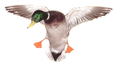 duck_splash.png