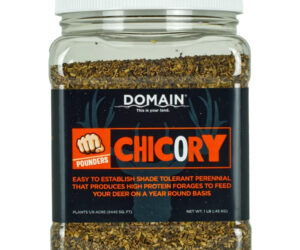 Domain Chicory Pounder Seed 1/8 Acre