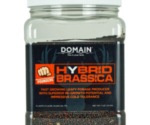 Domain Hybrid Brassica Pounder Seed 1/4 Acre