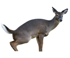 Montana Decoy Estrus Betty Doe Decoy