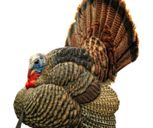 Avian X Strutter Turkey Decoy