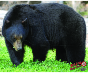 DuraMesh Archery Target Black Bear 25 in. x 32 in.