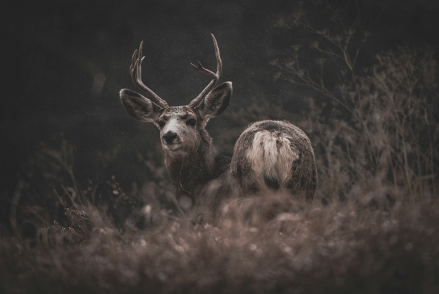 deer with antlers